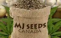  Kode Promosi MJ Seeds Canada